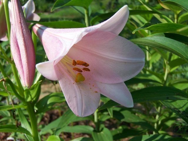 Bermuda Lily
